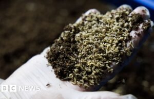 ¿Deberíamos dejar que las moscas coman nuestro desperdicio de alimentos?