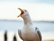 Cumbre en Gaviotas marcadas ‘The Stitch-Up’ después de los MSP locales excluidos