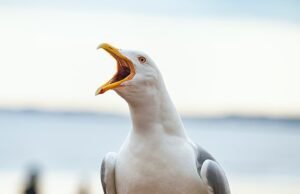 Cumbre en Gaviotas marcadas ‘The Stitch-Up’ después de los MSP locales excluidos