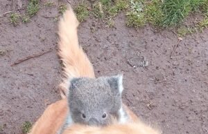 Miracle se captura en la cámara en Australia: por qué esta adorable imagen podría haber ido terriblemente mal