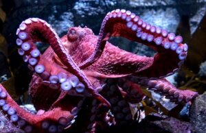 La estaca terminal rompe los corazones de los visitantes del acuario al cuidar los huevos que nunca eclosionarán