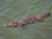 El descubrimiento de fósiles reinventa la historia de Echidna y la evolución del ornithorynque