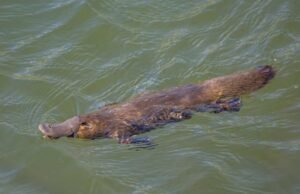 El descubrimiento de fósiles reinventa la historia de Echidna y la evolución del ornithorynque