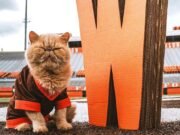 Mascota no oficial no oficial de bolos