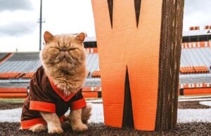 Mascota no oficial no oficial de bolos