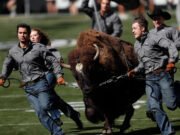 La nueva mascota de Colorado Ralphia hará su debut antes del juego de Wyoming