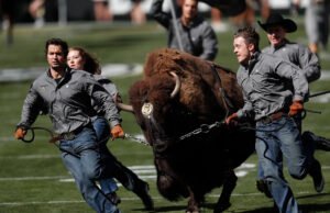 La nueva mascota de Colorado Ralphia hará su debut antes del juego de Wyoming