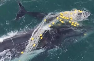 Durante las imágenes, muestran ballenas en dificultad y su pantorrilla profundamente enredada en una red de tiburones antes del rescate