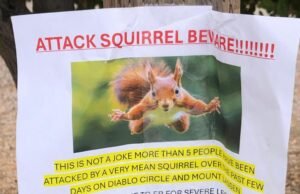 “ Muy mala ardilla ” en el condado de Sailor envía al menos 2 a ER – The Mercury News