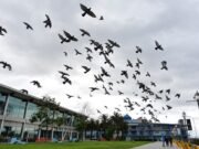 Por venir, una copia al carbón de la anterior