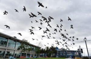 Por venir, una copia al carbón de la anterior