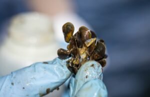 ¿Por qué es nuestra mejor defensa contra especies invasoras?