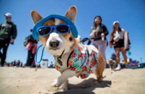 Corgi con 2025 en el recinto ferial del condado de Alameda