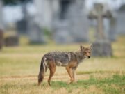 ¿Por qué Mountain View Coyote gruñe en el trabajador que no quiso decir mal?