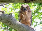 ¿Es un búho grande con cuernos que hace sonidos de UN-Feu en San José?