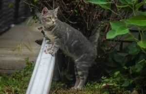 ¿Por qué San José Cat está sentado en una cerca con amigos y aullidos?