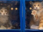 El refugio de animales de San José está roto. Solo un líder competente puede solucionar esto.