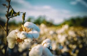 Colapso de algodón al final