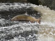 El salmón californiano fluye en peligro de extinción si Newsom no actúa