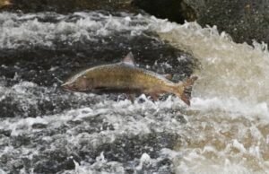 El salmón californiano fluye en peligro de extinción si Newsom no actúa