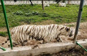 Tigre suelto en el centro de México tras graves inundaciones