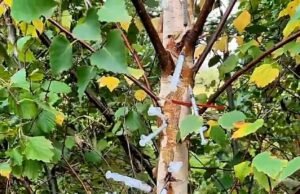 A sordid drug denant with a tree covered with dirty heroine syringes is discovered a few meters from the only “ “ “ “ “ “ “ “ “ “ “ “ “ “ “ “ “ “ “ “ “ “ “ “ “ “ “ “ “