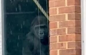 Los gorilas golpean las ventanas del recinto del Zoológico de Bristol, donde todavía se mantienen en cautiverio tres años después del cierre del zoológico.