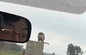 Impactante momento en que un león salta de un vehículo en movimiento después de escapar de un remolque y luego merodea por la carretera