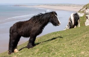 National Trust pide a un granjero que retire los caballos de un hermoso lugar costero por “preocupaciones de salud y seguridad”, a pesar de los antiguos derechos de pastoreo