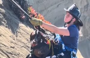 Perro agradecido abraza a los rescatistas cuando lo rescataron del acantilado de San Francisco