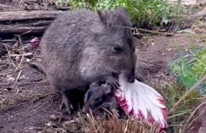 Zoológico “emocionado” por dar la bienvenida a su primer potoroo Joey