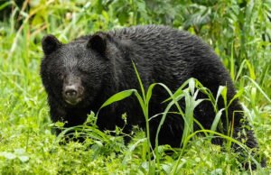 Un oso “confundido” se carga en un supermercado, hiriendo a 2 personas. Al día siguiente, un hombre encontrado muerto después de un presunto ataque