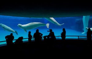 Un parque de atracciones cerrado declara que tendrá que tener 30 ballenas a menos que el gobierno brinde ayuda