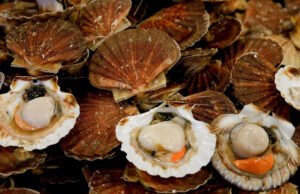 Las normas francesas afectan al hielo utilizado en las exportaciones de productos del mar