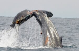 La NOAA informa un aumento en los enredos de ballenas frente a la costa de California, la última mala noticia del año para las amenazas dentro y fuera del océano – The Mercury News