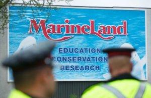 Marineland le pide al gobierno canadiense de emergencias que alimenten ballenas, o eutanasia inminente