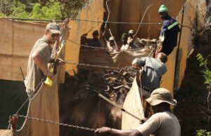 Reavivar esta reserva de caza africana implicó capturar y transportar cientos de animales salvajes.