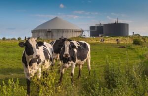 Los científicos usan la IA para transformar los excrementos de animales en fertilizantes.