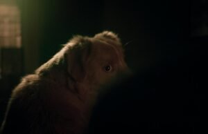 Revista del “buen chico”: un perro hace una gran reina de los gritos en el horror sorpresa