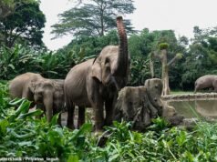 Niña de 8 años muere pisoteada por un elefante que cargaba contra ella con su manada