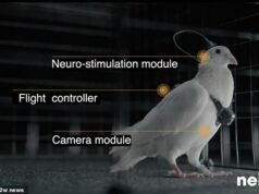 Científicos de Putin presentan “palomas espías equipadas con implantes cerebrales y cámaras que pueden controlarse como drones”
