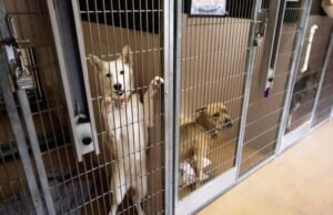 El refugio de animales de San José todavía hace oídos sordos a la comunidad