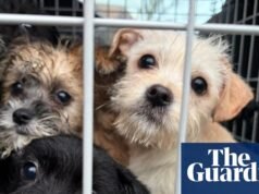Los abandonos de perros y gatos se disparan en el Reino Unido mientras los propietarios luchan con el costo de vida | Mascotas