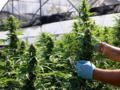 La prohibición del cáñamo de Trump acabó con la marihuana legal entre bastidores, a pesar de los aullidos de la industria del cannabis.