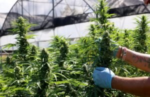 La prohibición del cáñamo de Trump acabó con la marihuana legal entre bastidores, a pesar de los aullidos de la industria del cannabis.
