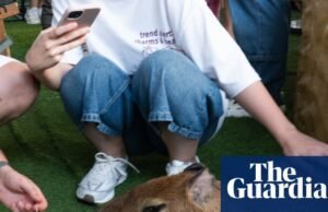 Abrazar capibaras y comerse con los ojos a nutrias: el problema de los cafés de animales en Asia | Comercio ilegal de vida silvestre