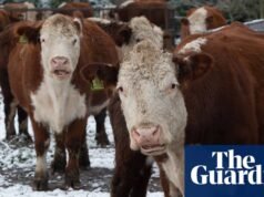 Por qué el proyecto “ciudad forestal” no es tan verde como parece | edificio verde