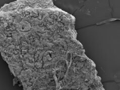 Cáscaras de huevo antiguas arrojan nueva luz sobre los cocodrilos que cazaban presas en los árboles