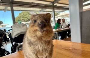 ¿El animal más feliz del mundo? Conoce a los quokkas sonrientes de Australia