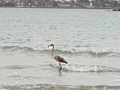 Flamenco rosa que escapó de un santuario británico fue visto en Francia
